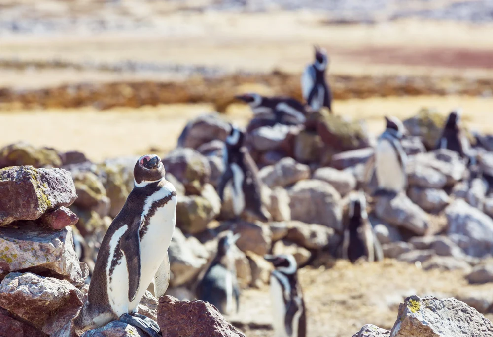 Большое африканское путешествие: ЮАР, Замбия, Зимбабве, Ботсвана